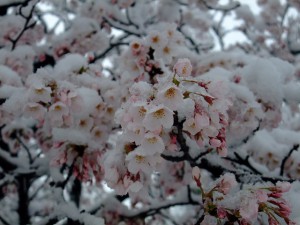 Cherry%20blossoms%20and%20snow%20scene%2010